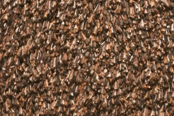 Natuflex Droogloopmat - 100x60cm - Donker Bruin - Deurmat -Luxe Huis Verkoop natuflex droogloopmat donker bruin deurmat 3 1